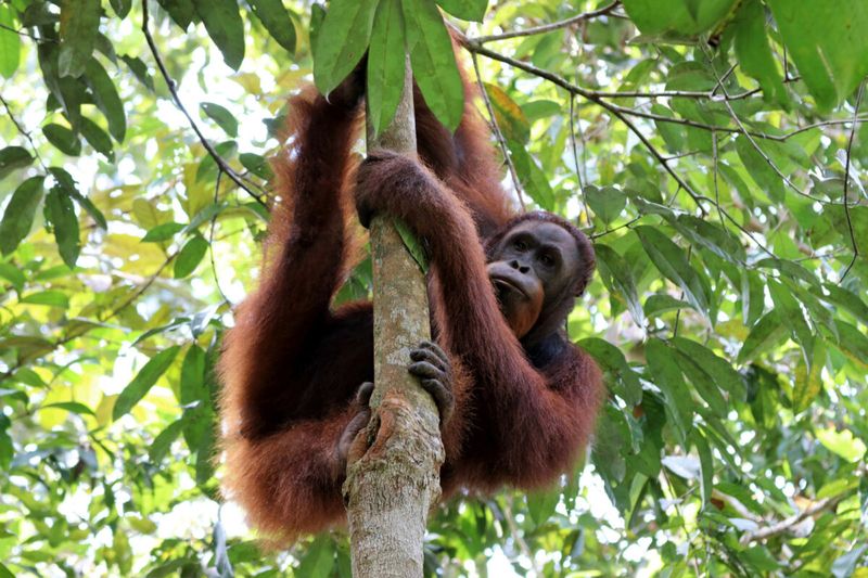 Batang Ai National Park, Malaysia