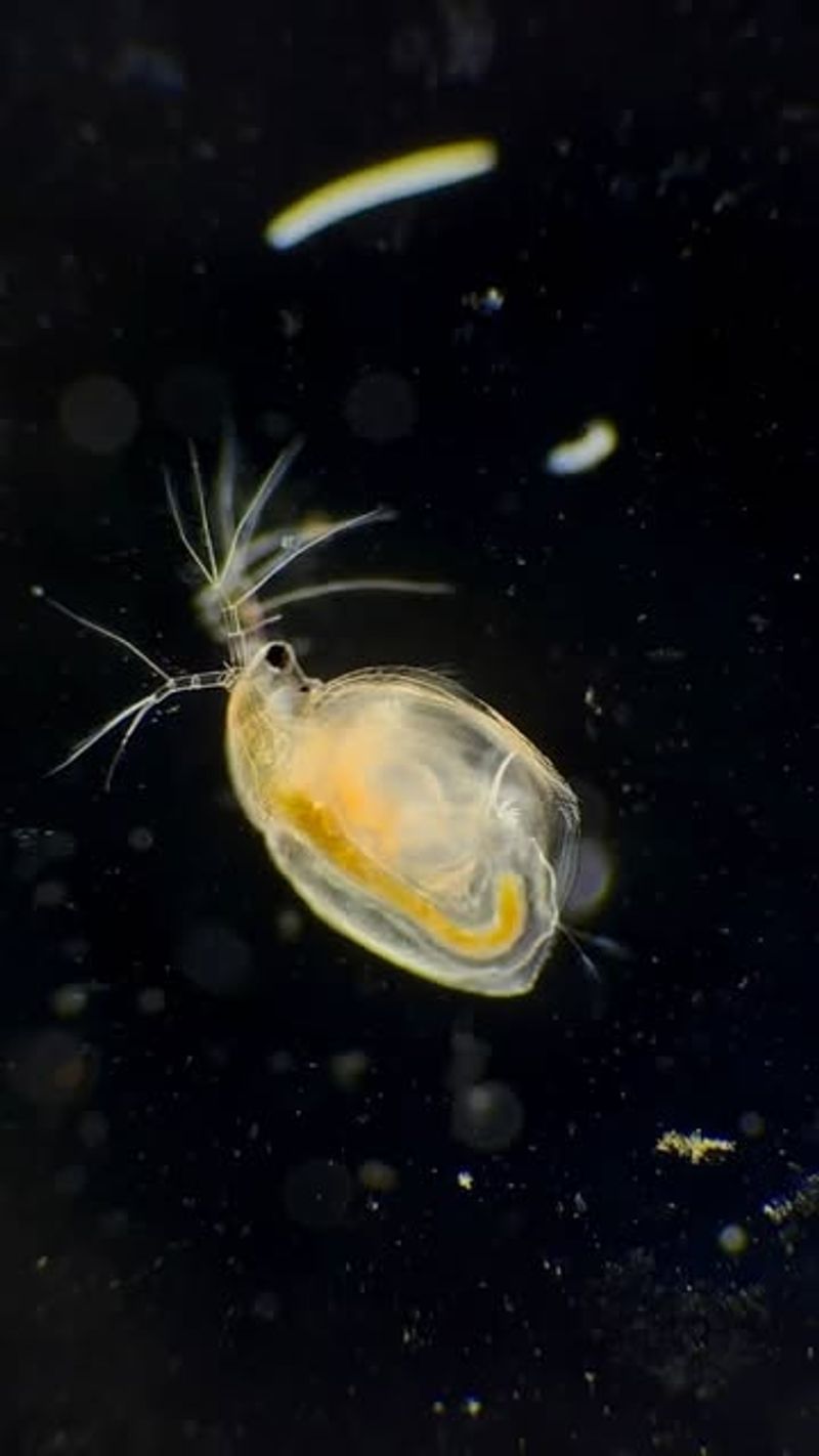Daphnia