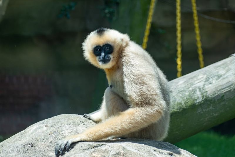 Gibbon