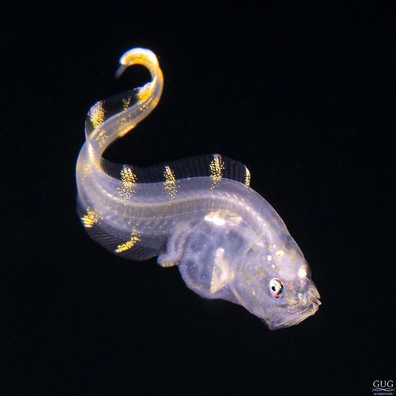 Deep-Sea Cusk-Eel