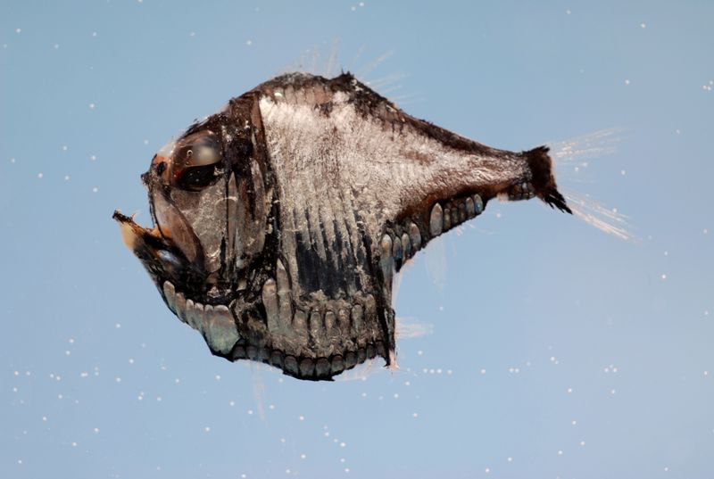 Deep-Sea Hatchetfish