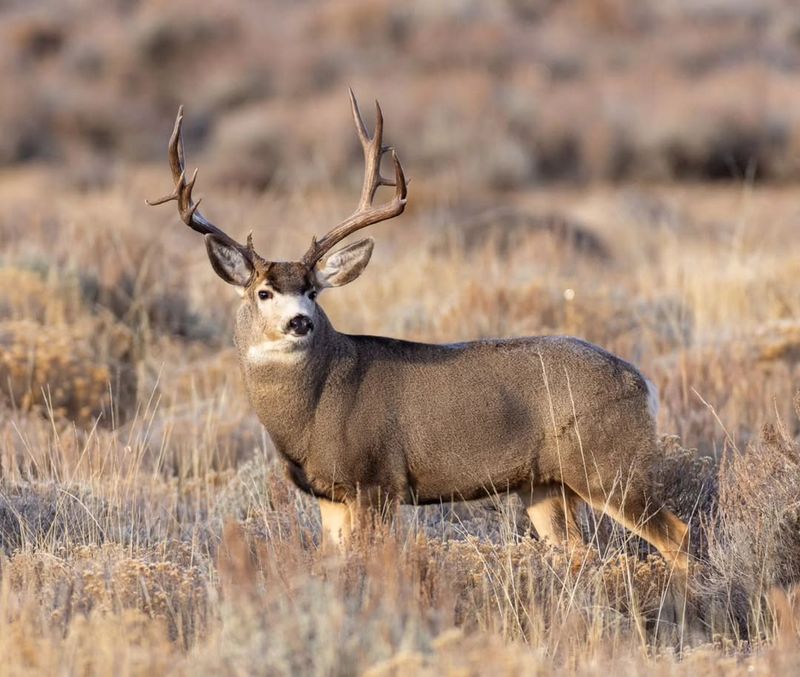 Deer Antler Growth