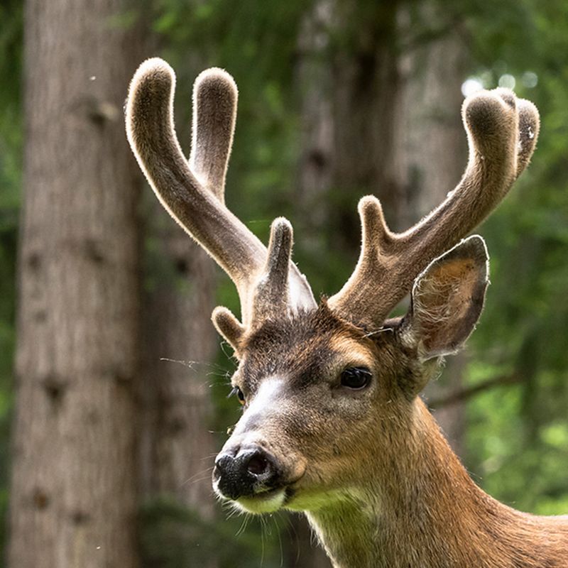 Antler Structures