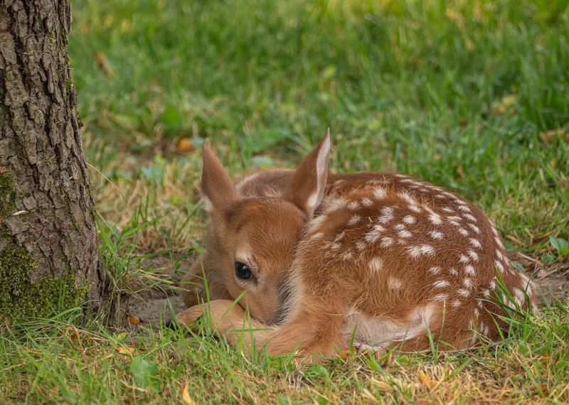 The Life Cycle Of Deer