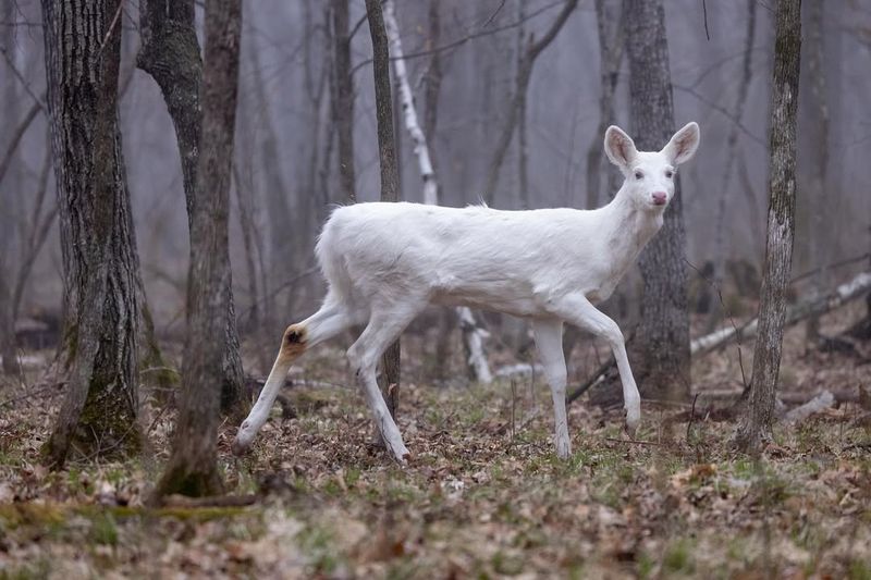 Mysterious White Deer