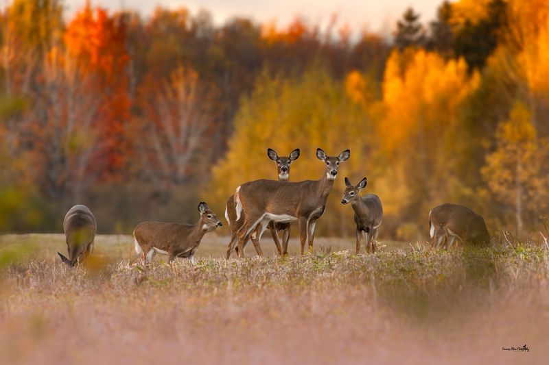 Deer Population Management