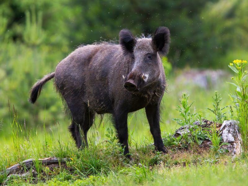 Feral Pig