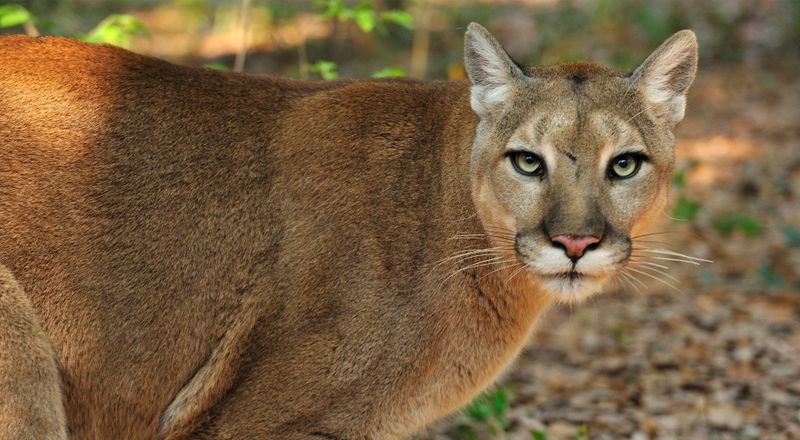 Florida - Florida Panther