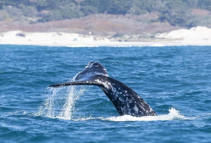 Monterey Bay, California