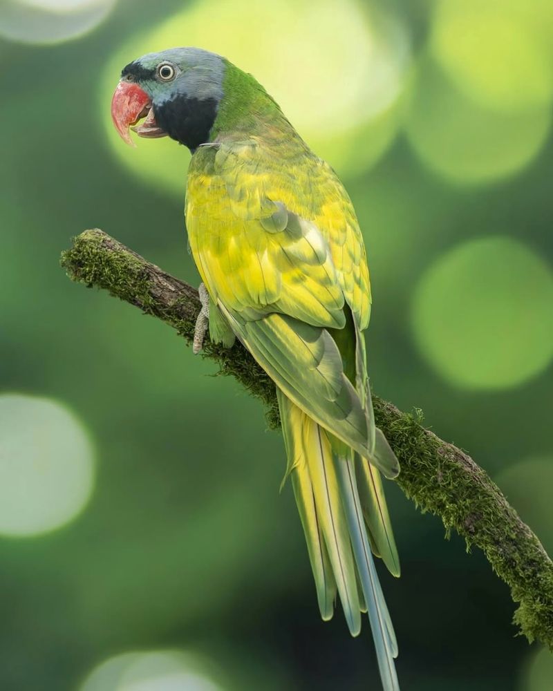 Derbyan Parakeet