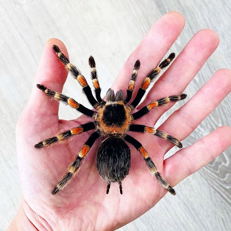 Mexican Red-knee Tarantula