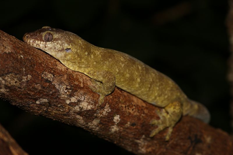 Lesser Rough-Snouted Giant Gecko