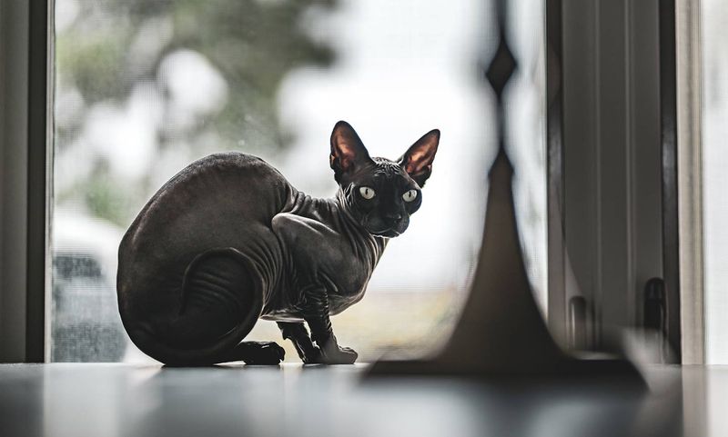 Sphynx