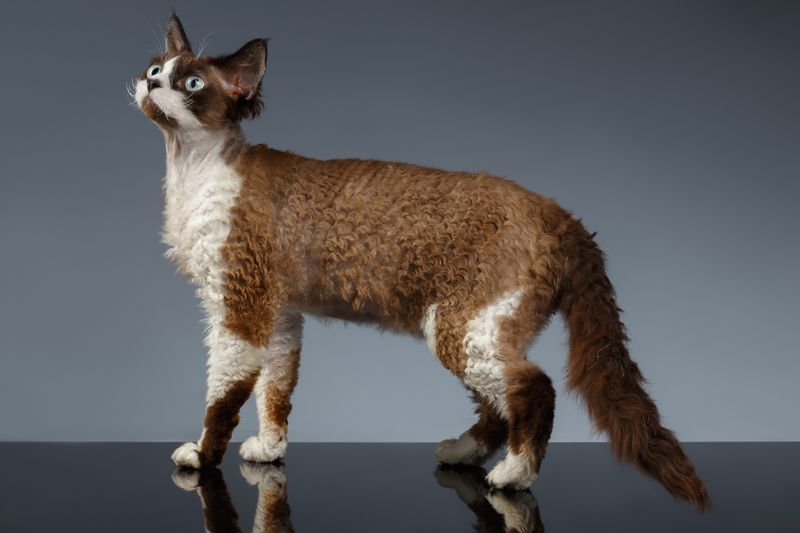 Devon Rex