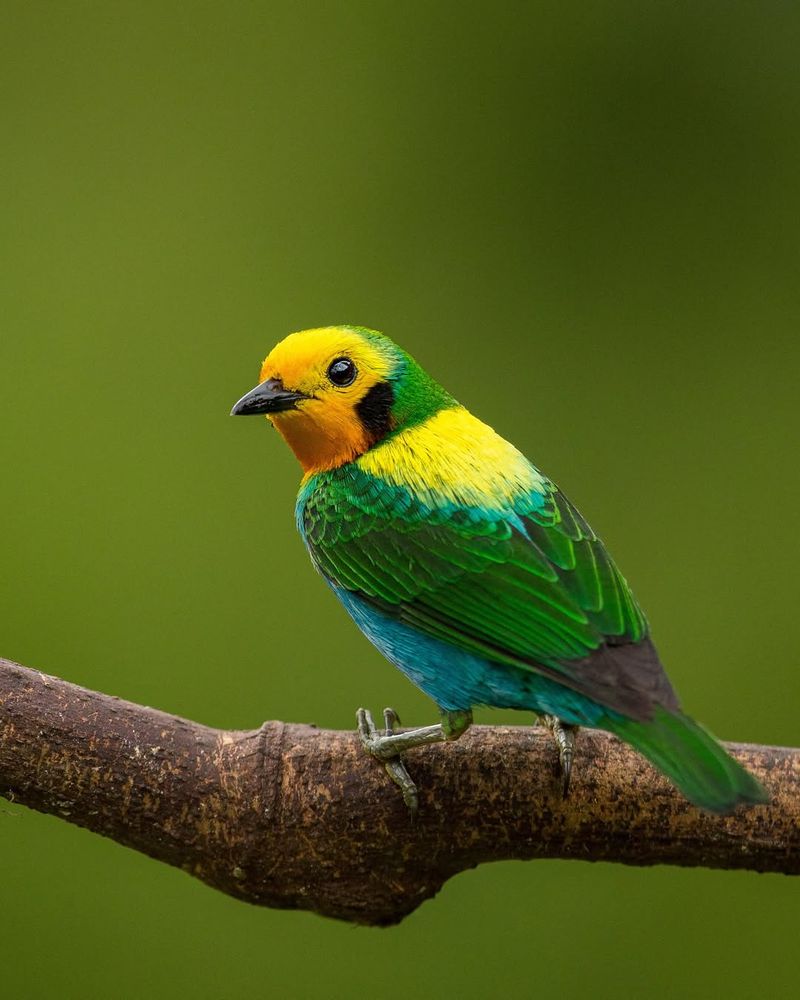 Tanager