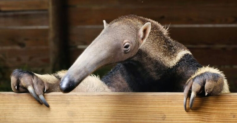 Did You Know That Giant Anteaters Don’t Have Teeth?