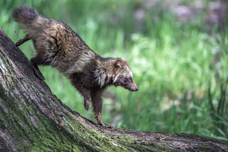 Native Habitat