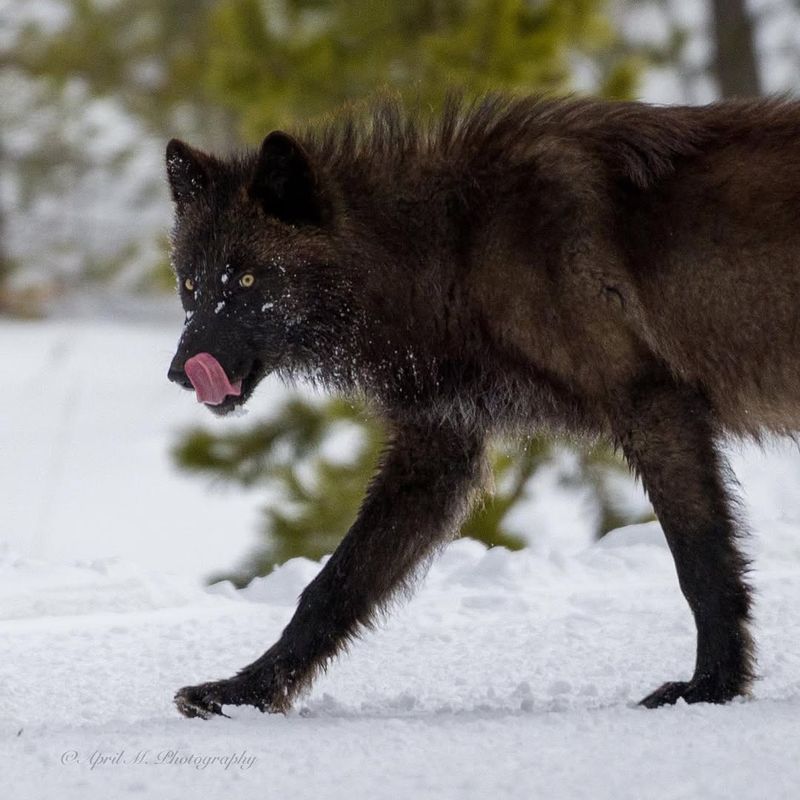 Diet And Hunting Tactics