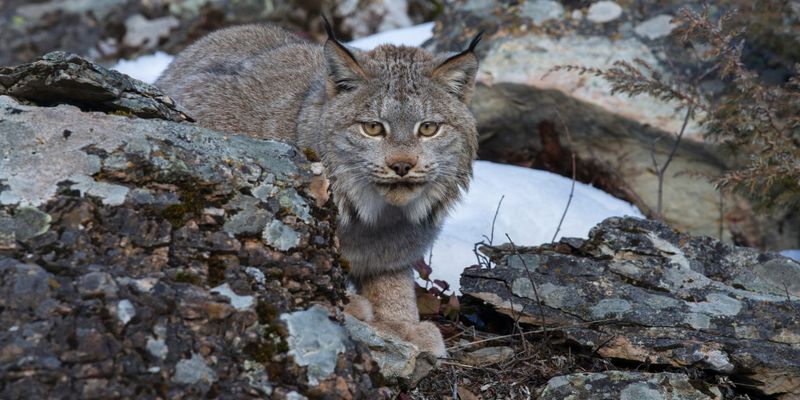 Reproduction: The Lynx's Next Generation