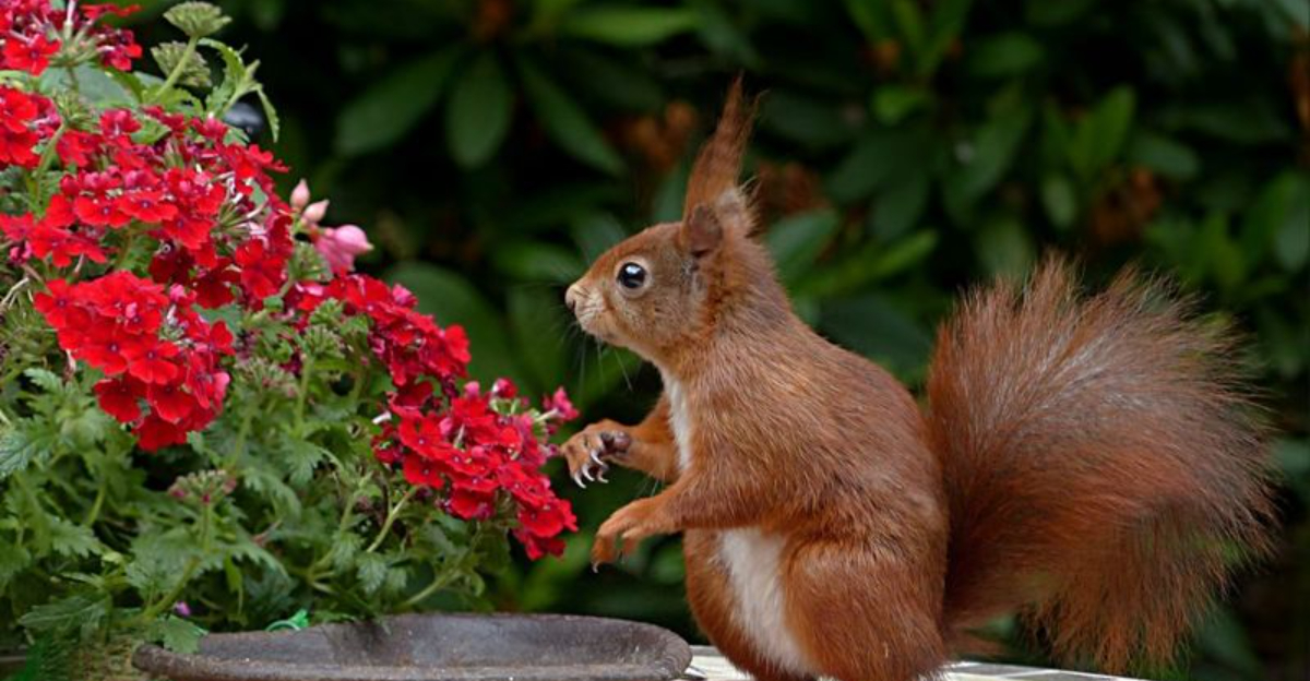 Discover 13 Smells That Squirrels And Chipmunks Absolutely Hate