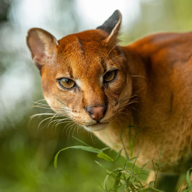 African Golden Cat