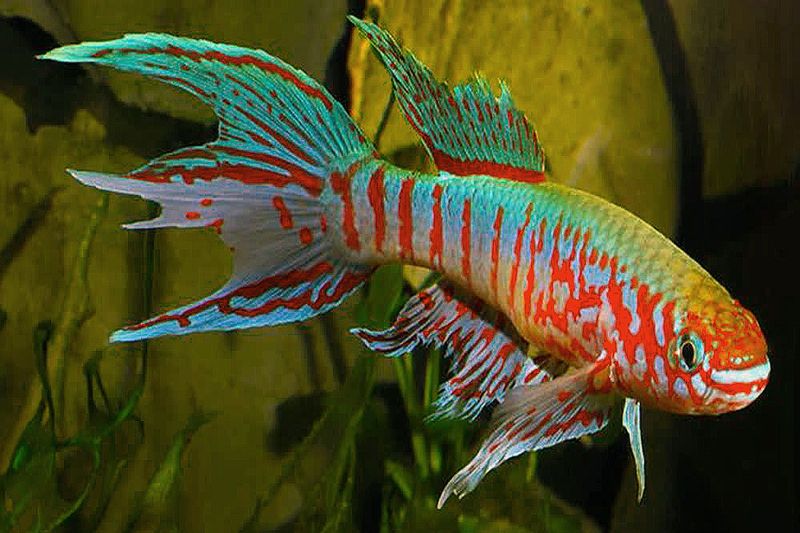 Killifish