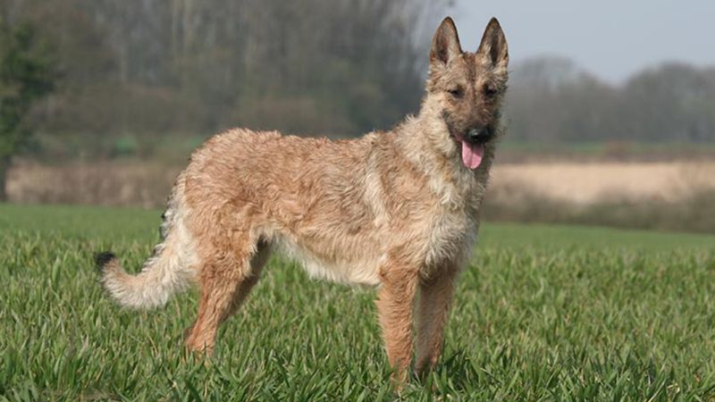 One Of Four Belgian Shepherds