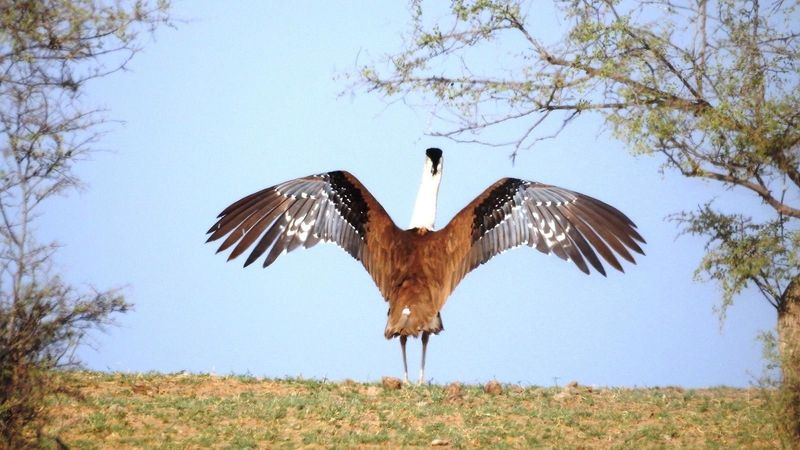 Distinctive Plumage