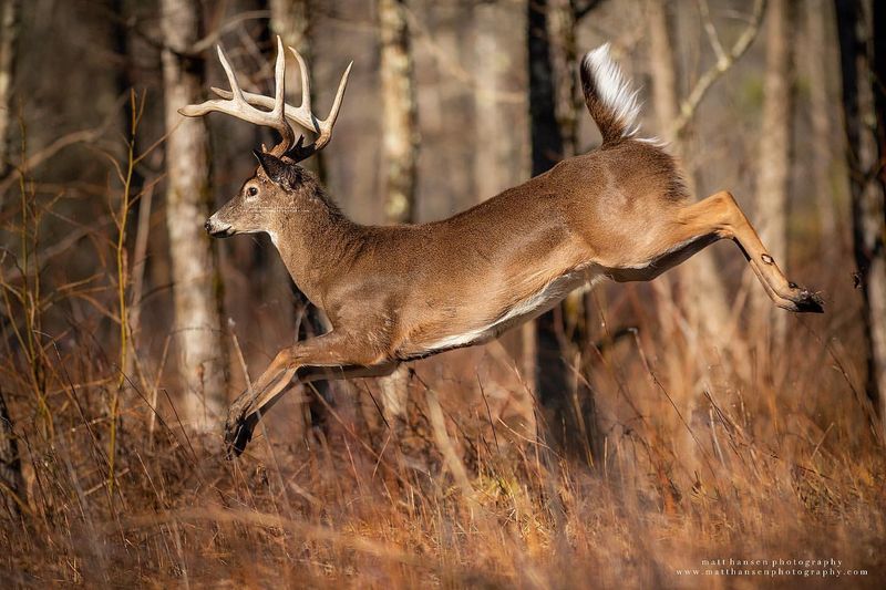 Distinctive Tail