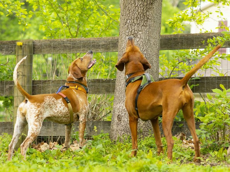 Diverse Breed Varieties