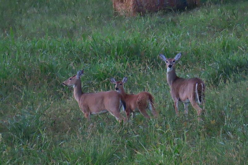 Diverse Habitat Range