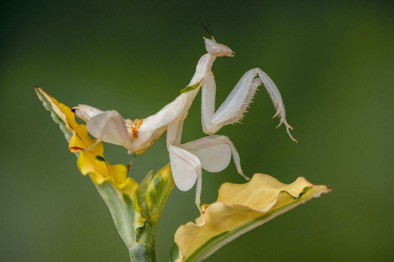 Diverse Species