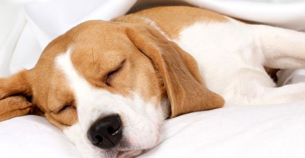 Do Dogs Dream? 10 Amazing Facts You Should Know