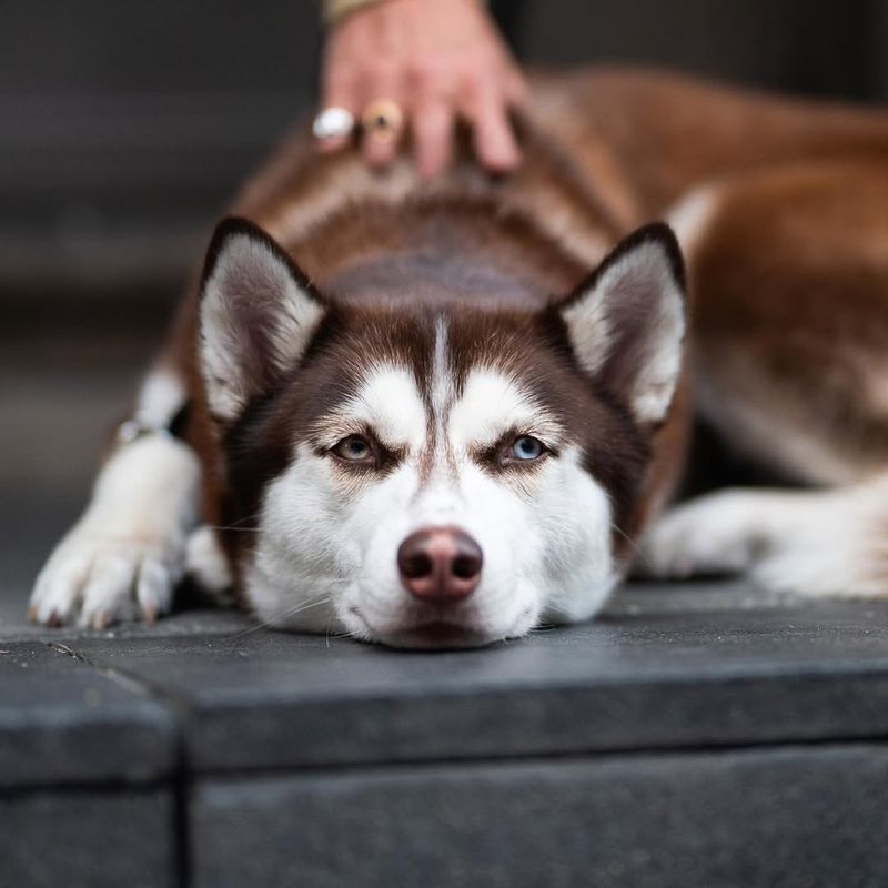 Siberian Husky