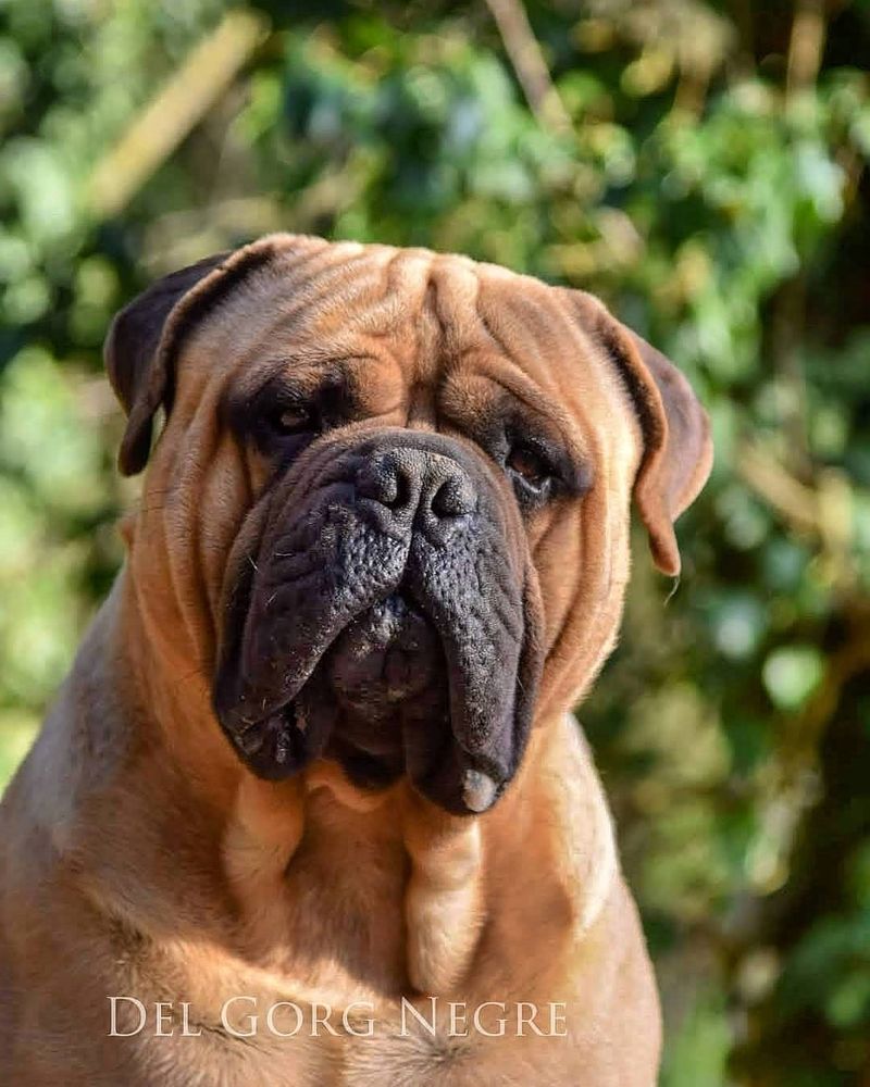 Bullmastiff