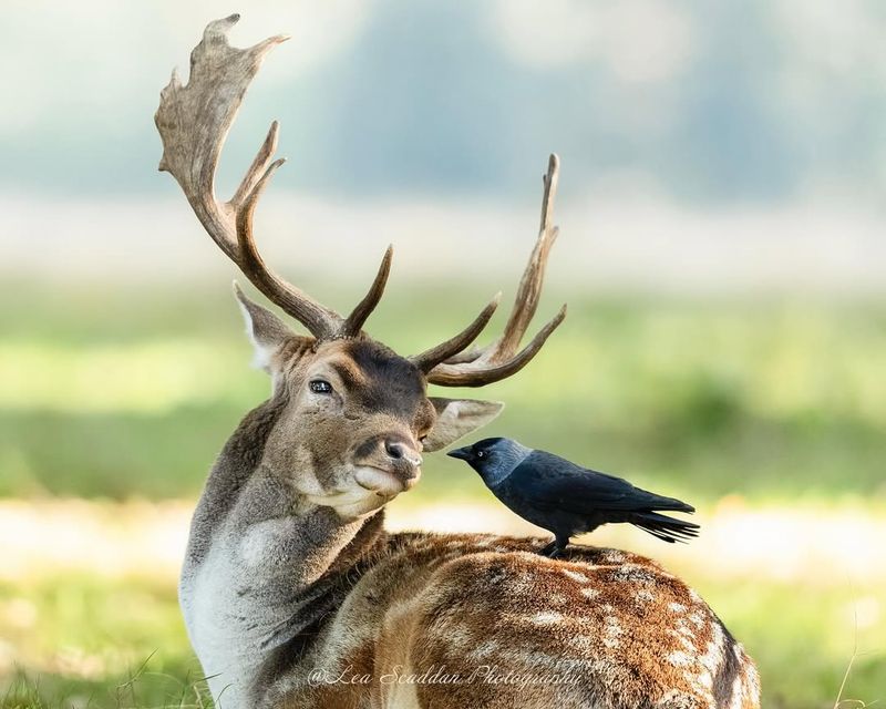 Bird And Deer