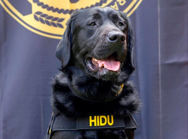 Dog Sniffs Out Missing Evidence