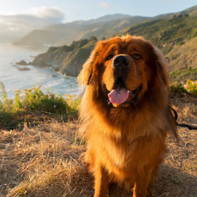 Tibetan Mastiff