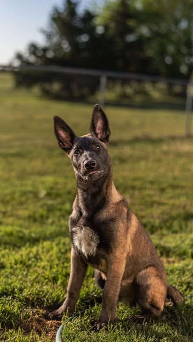 Belgian Malinois