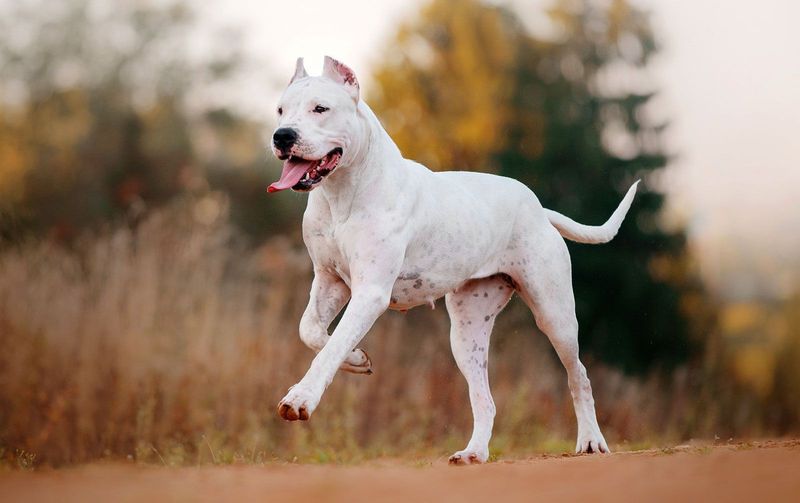 Dogo Argentino