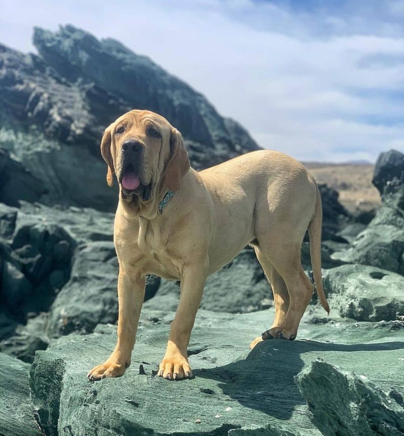 Fila Brasileiro