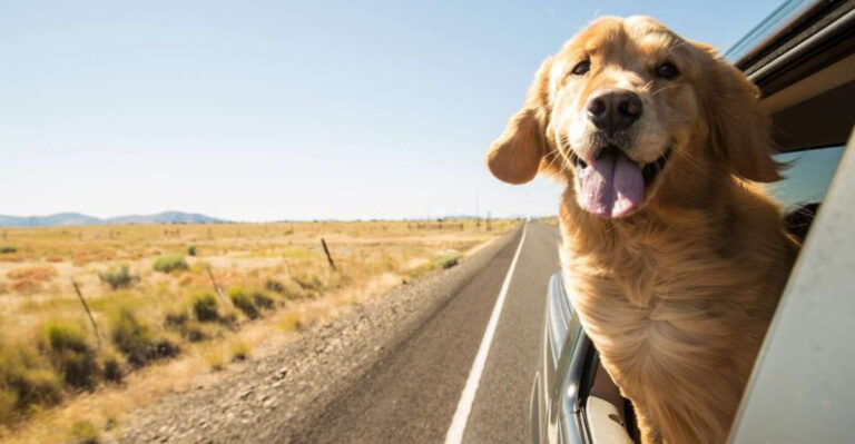 Dogs In Cars: The Ultimate Guide For A Stress-Free Ride