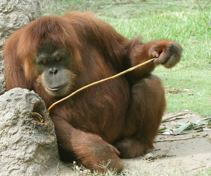 Orangutans' Tool Innovation