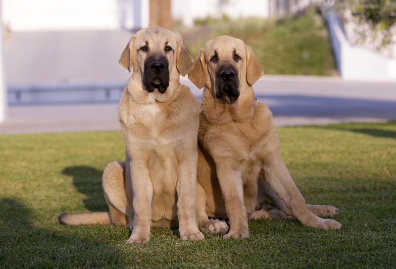 Spanish Mastiff