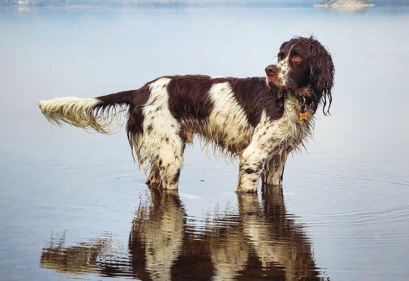 French Spaniel