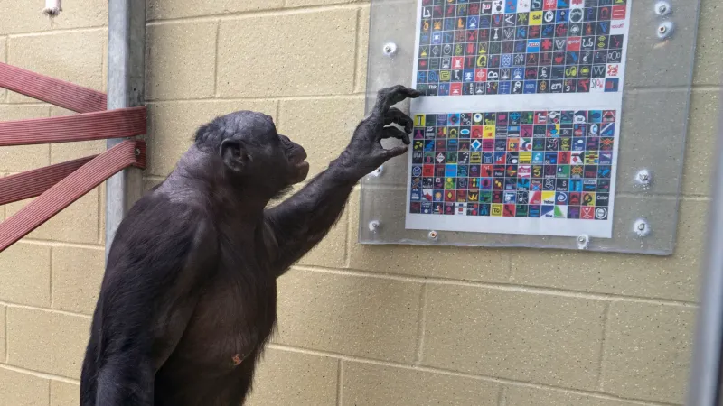 Kanzi The Bonobo's Lexigram Use