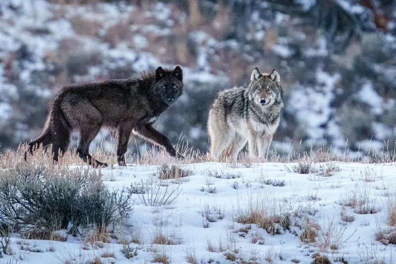 Wolves And Their Packs