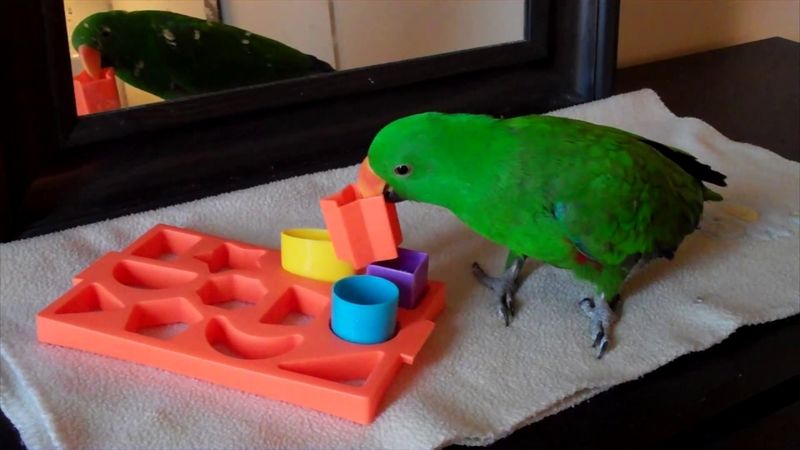 Parrots' Puzzle Solving