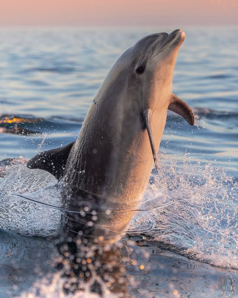 Dolphins