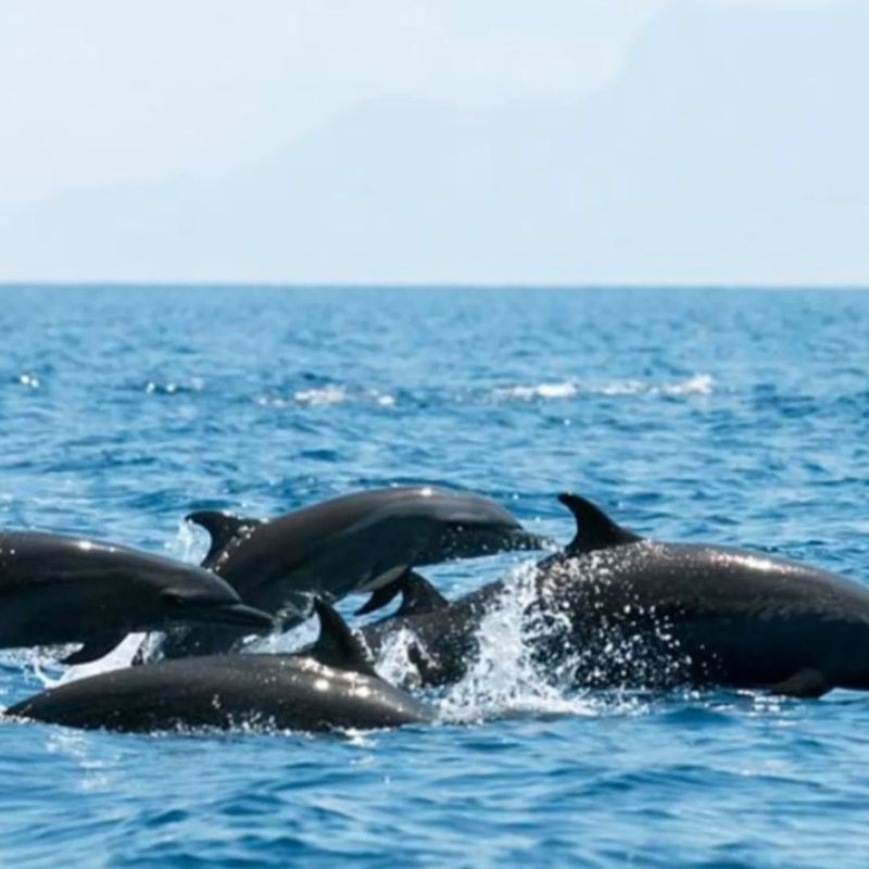 Dolphins